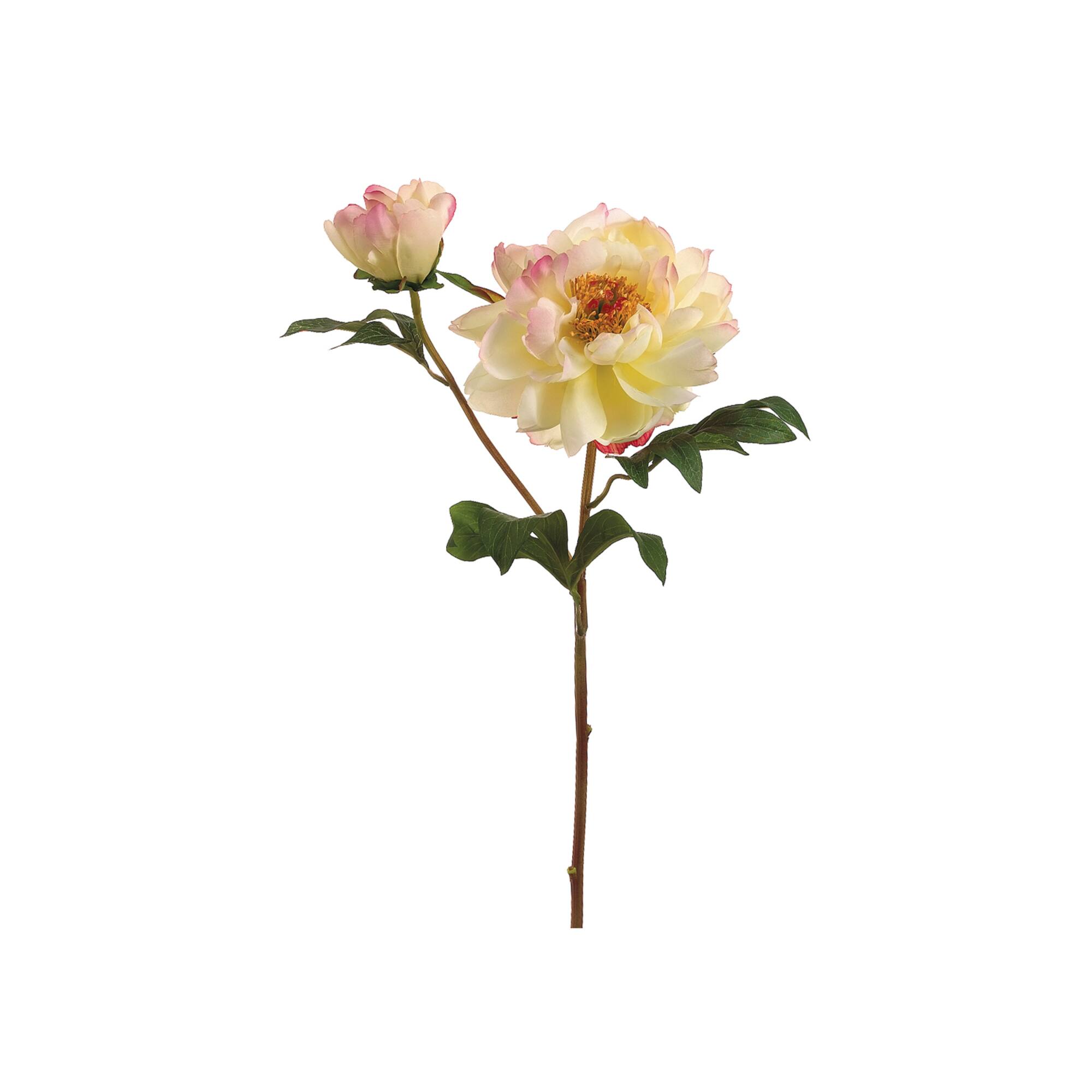 Cream Cerise Vintage Peony Spray